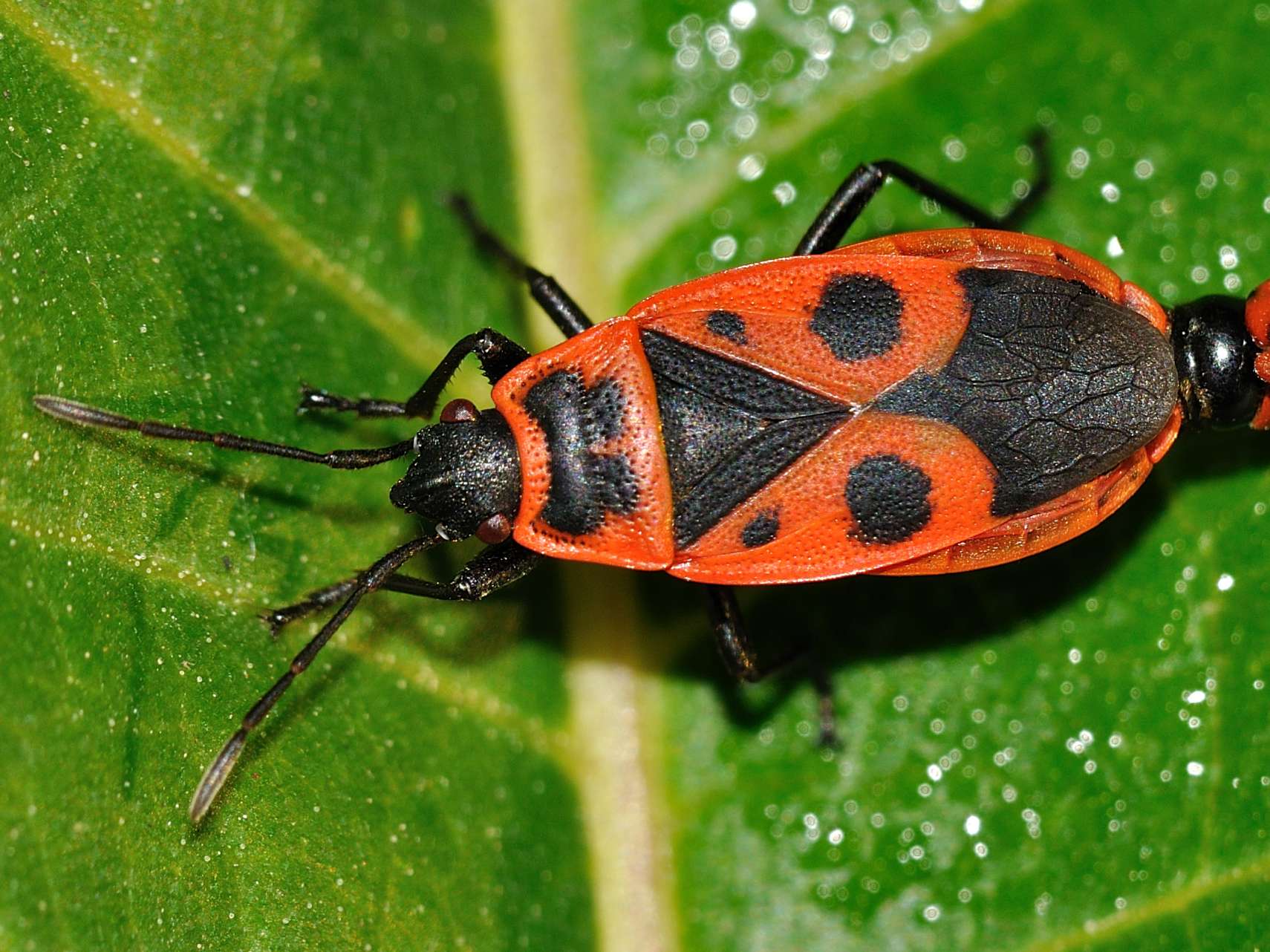 Pyrrhocoridae: Pyrrhocoris apterus f.pennata d''Abruzzo (AQ)